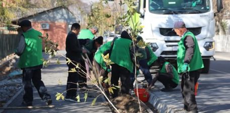ШААРДА ЧЫНАР ТЕРЕКТИН КӨЧӨТТӨРҮ ОТУРГУЗУЛУУДА