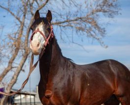 КОНИ В ПОДАРОК КАНДИДАТАМ В ПРЕЗИДЕНТЫ И ДРУГИЕ СКАНДАЛЫ АГИТАЦИОННОЙ КАМПАНИИ В КЫРГЫЗСТАНЕ