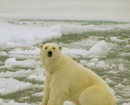 В БАРЕНЦЕВОМ МОРЕ ЗАТОНУЛО РОССИЙСКОЕ СУДНО С РЫБАКАМИ, ПРОПАЛИ 17 ЧЕЛОВЕ