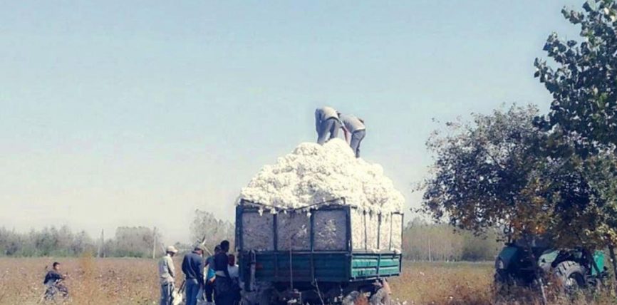 ӨЗБЕКСТАНДА ПАХТА ТЕРИМЕ ЧЫККАН 62 ЖАШТАГЫ КИШИ КАНАЛГА ЧӨГҮП КЕТТИ