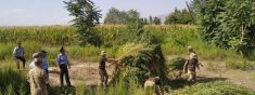 1 ГЕКТАР ЖАПАЙЫ КАРА КУУРАЙ ЖОК КЫЛЫНДЫ