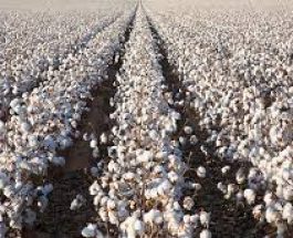 БАЗАР-КОРГОН РАЙОНУНДА 302 ГЕКТАРДАН 1 177 ТОННА ПАХТА ЖЫЙНАЛДЫ