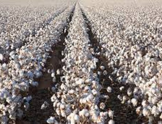 БАЗАР-КОРГОН РАЙОНУНДА 302 ГЕКТАРДАН 1 177 ТОННА ПАХТА ЖЫЙНАЛДЫ